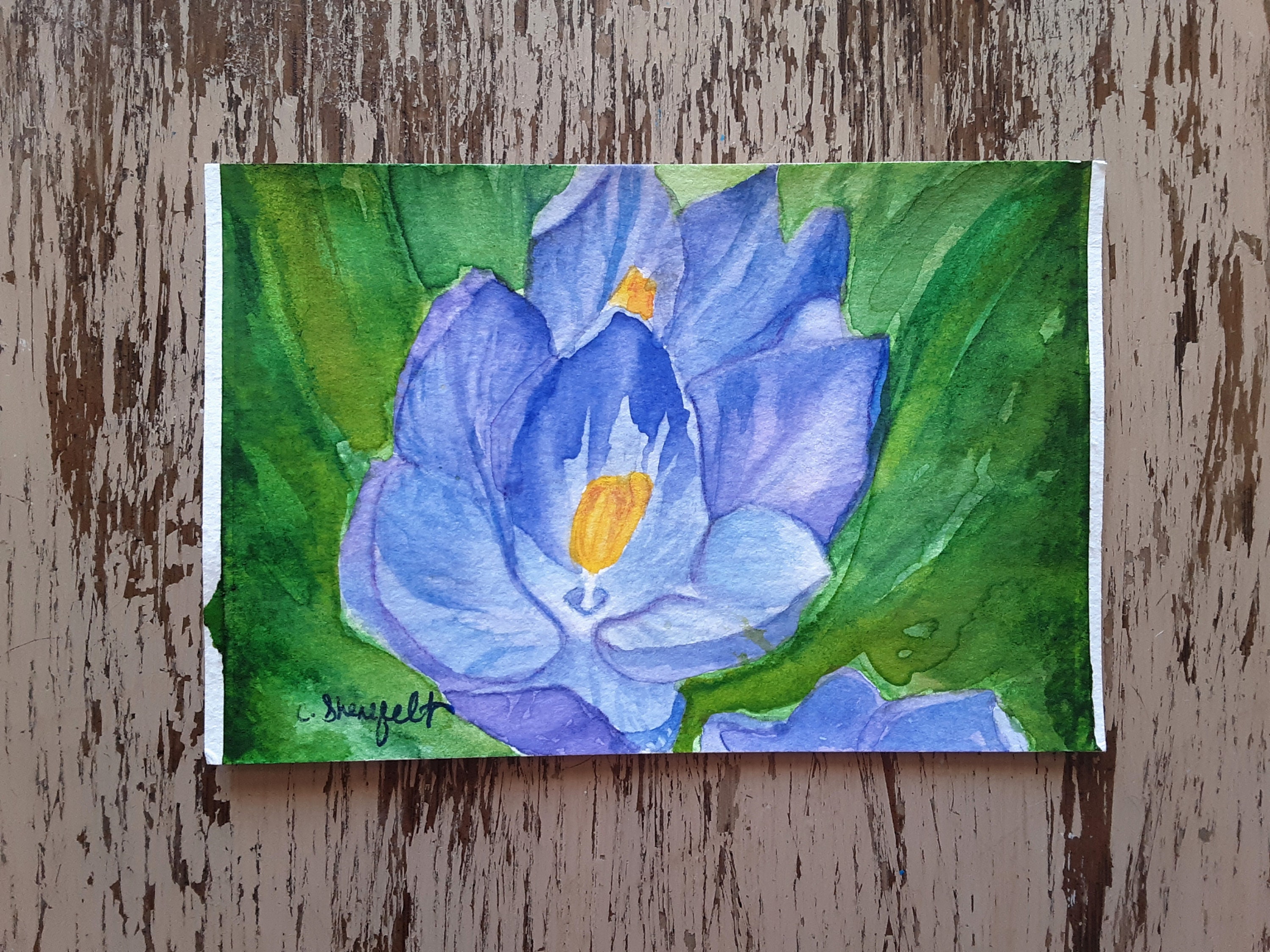 Crocus Flowers Flower Painting Spring Flowers Under 25 Dollars Floral