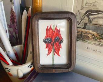 Miniature Sturt's Desert Pea Framed Painting