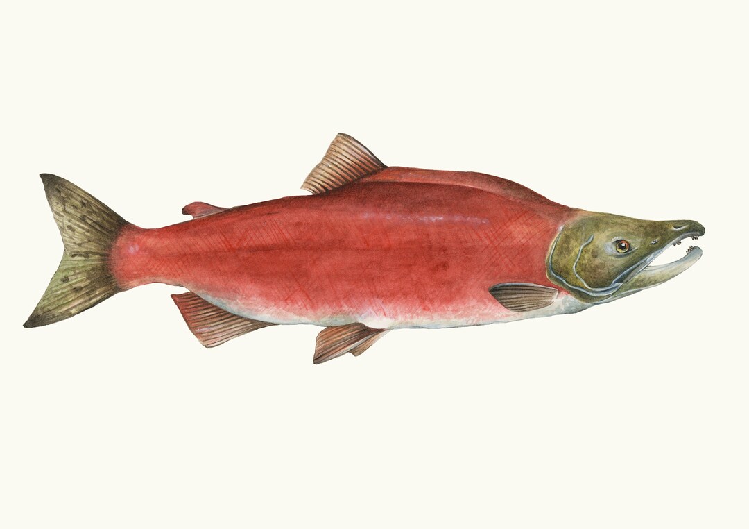A3 Sockeye Salmon Print - Etsy