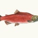 A3 Sockeye Salmon Print - Etsy