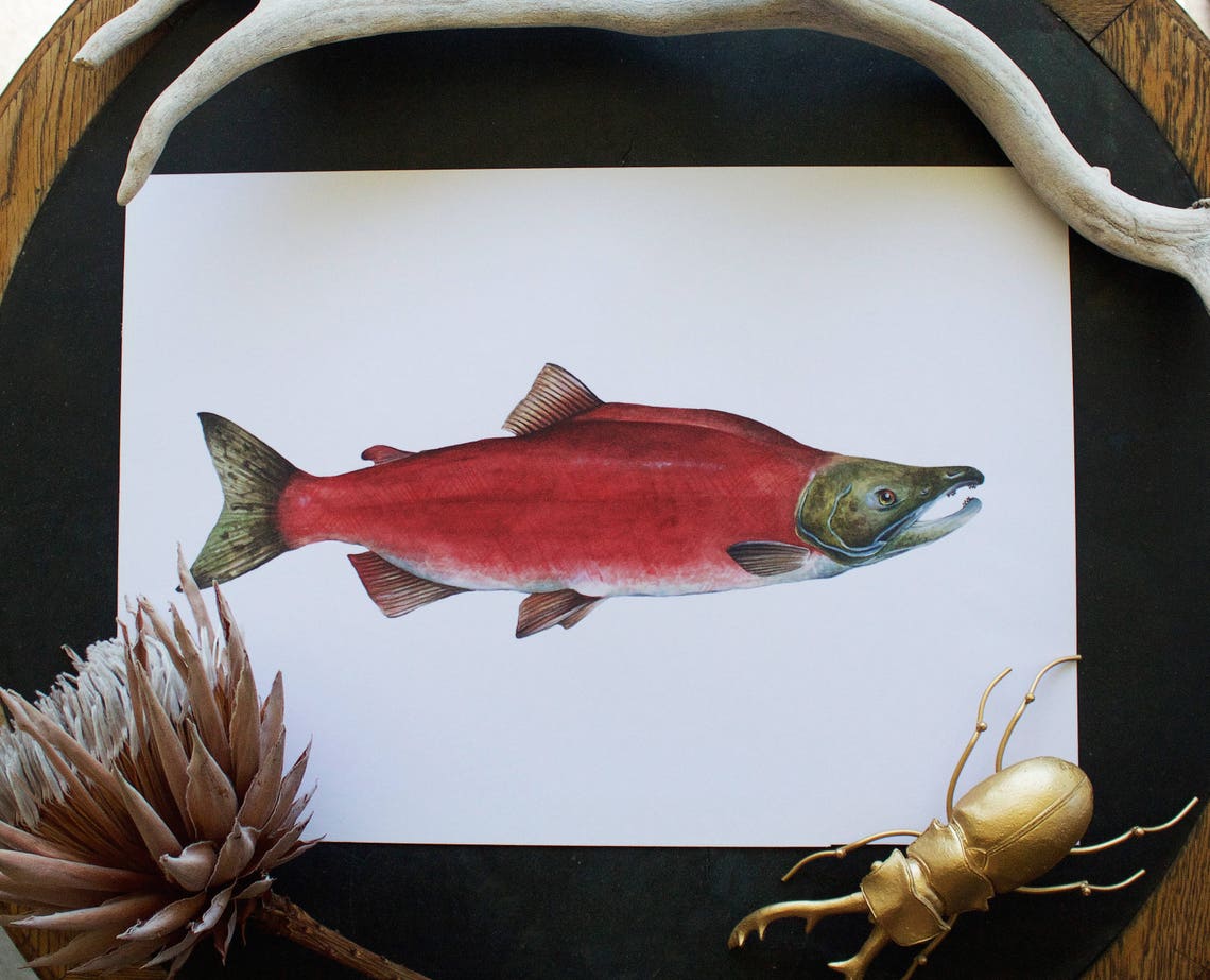 A3 Sockeye Salmon Print - Etsy