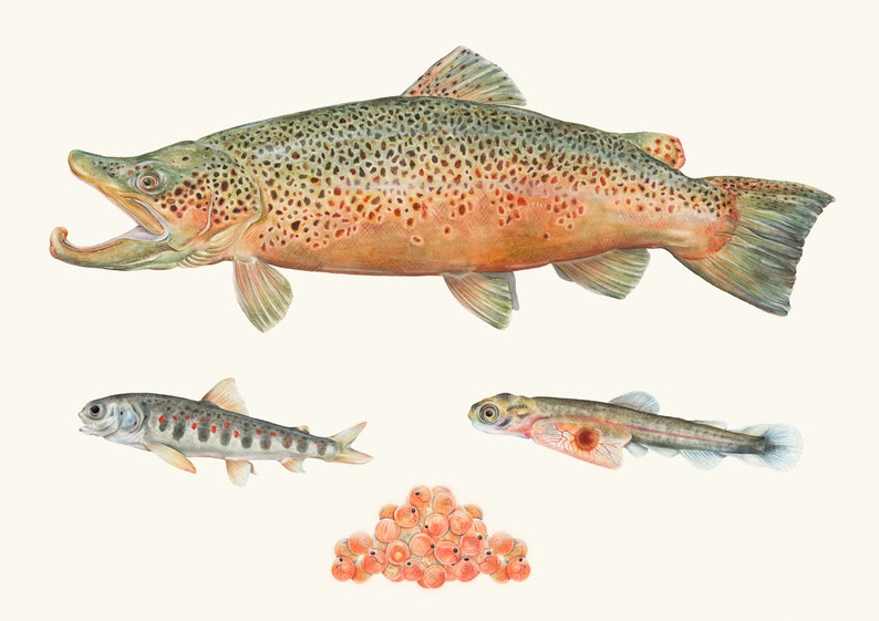 A3 Life Cycle of a Brown Trout Print Watercolor Art & Collectibles