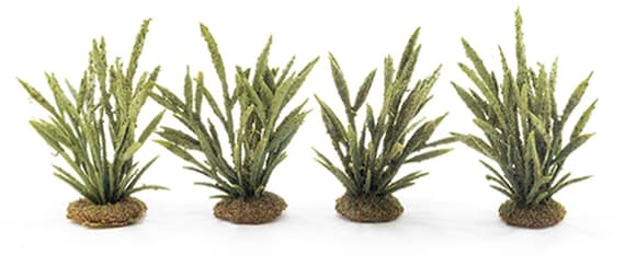 Razor grass 2024