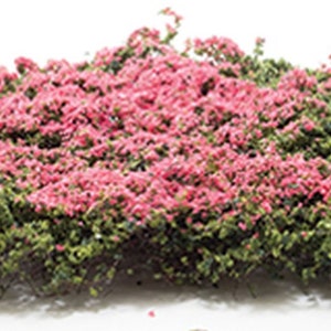 Dollhouse Miniature Bougainvillea Vine by Creative Accents
