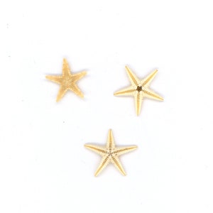 Dollhouse Miniature Set of 3 Real Miniature Starfish