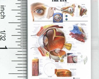 International Miniatures Dolls House Eye Test Kit Chart and Spectacles Clinic Opticians Accessory 1:12