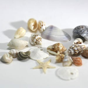 Dollhouse Miniature Collection of Assorted Sea Shells