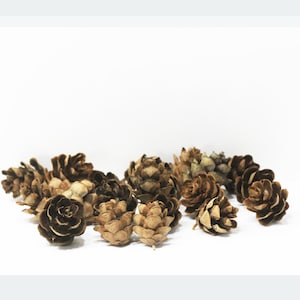 Set of 15 Miniature Natural Pine Cones
