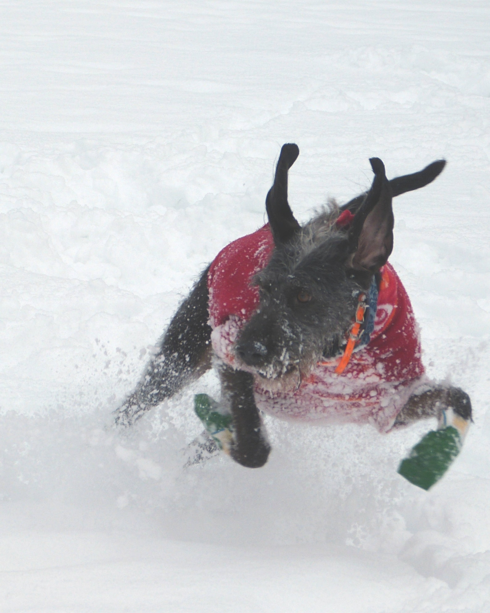 Finish Top Dog Booties set of 4 Sled Dog Snow Boots Iditarod Etsy
