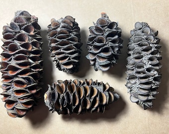 9x Australian Banksia pods (High Quality )