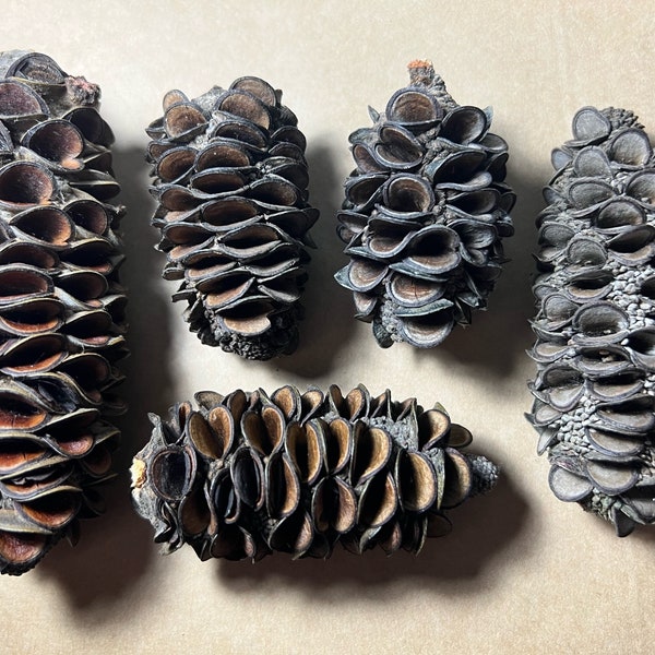 9x Australian Banksia pods (High Quality )