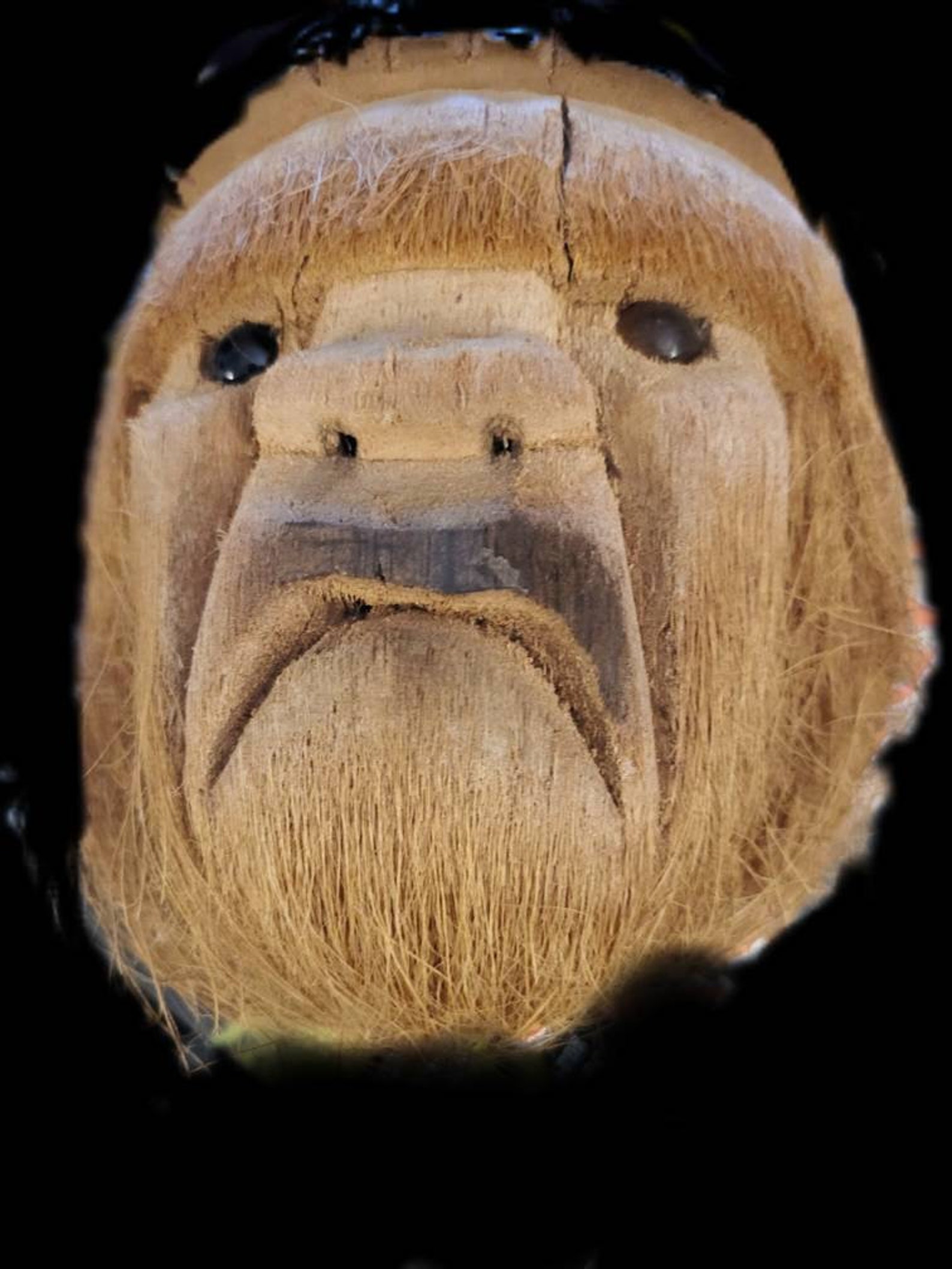 Vintage Hawaiian Carved Coconut Head with Hair & Beard Etsy