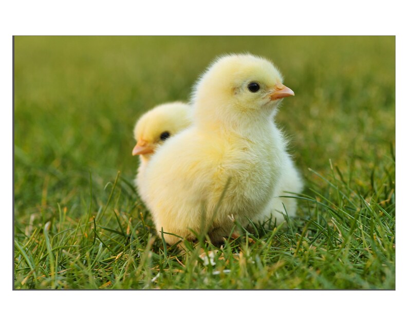 Fluffy Baby Chicks Chickens Handcrafted Gicl\u00e9e Faux Canvas Wall D\u00e9cor Art Print Free Shipping