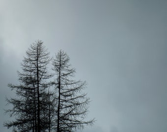 Fine Art Photography Prints "Sticks & Star": Fog, Trees, Mist, Sun, Overcast, Clouds, Abstract, Minimalist, Natural, Shapes, Artwork, Oregon