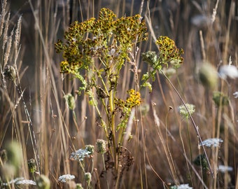 Fine Art Photography Prints "Stinky Willie": Oregon Mid-Valley, Unique, Abstract, Flowers, Grass, Painterly, Impressionism, Artwork, PNW