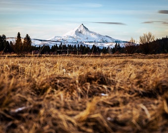 Fine Art Photography Prints "Grassland": Mountain Landscape, Mt Jefferson, Black Butte Ranch, Hiking, Winter, Sunset, Golden Grass, Yellow