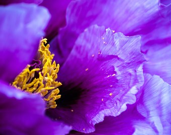 Fine Art Photography Prints "Peone": Unique, Abstract, Flowers, Macro, Pistil, Petal, Purple, Detailed, Garden, Yellow, Beautiful, Pretty