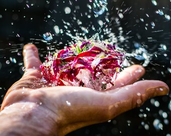 Fine Art Photography Prints "Wield": Abstract, Conceptual, Nature, Concept, Macro, Frozen, Water, Petals, Flowers, Spray, Hold, Depth, Art