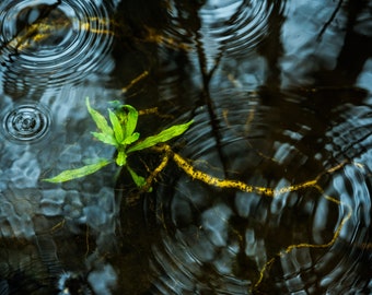 Fine Art Photography Prints "Beneath": Flower, Wetland, Water, Underwater, Depth, Unique, Surreal, Abstract, Plant, Droplet, Wave, Circles