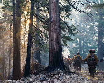 Fine Art Photography Prints "Among Ents": Wildland Fire, Firefighting, Teamwork, Nature, Trees, Hiking, Morning, Sunlight, Night Shift, Art