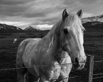 Fine Art Photography Prints "Shadowfax": Black and White, Horse, Horses, The Wallowas, Fairytale, Mountains, Farm, Rural, Magical, Artwork