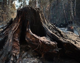 Fine Art Photography Prints "Black Kingdom": Stump, Fire, Wildland Fire, Depth, Unique, Surreal, Abstract, Tree, Charred, Burnt, Nature, Art