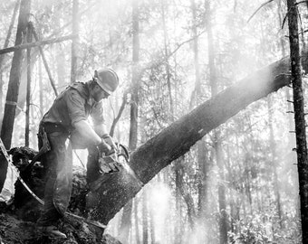 Fine Art Photography Prints "Hazard Tree": Wildland Fire, Firefighting, Firefighter, Saw Work, Sawyer, Tree Felling, Light, Black and White