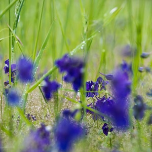 Fine Art Photography Prints &quot;Impression&quot;: Oregon Mid-Valley, Depth, Unique, Abstract, Flowers, Grass, Painterly, Impressionism, Artwork, PNW