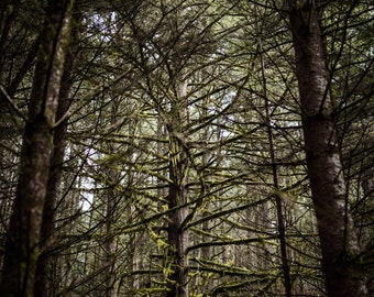 Fine Art Photography Prints "Pylon": Trees, Light, Natural, Forest, Magical, Fairy, Land, Northwest, PNW, Oregon, Greenery, Moss, Lichen