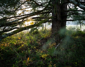 Fine Art Photography Prints "Shelter": Sunset, Light, Trees, Big Leaf Maple, Sapling, Limbs, Covered, Magical, Forest, Pacific Northwest