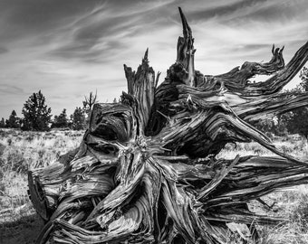 Fine Art Photography Prints "Juniper Stump": Abstract, Central Oregon, Juniper, Stump, Weathered, Badlands, Desert, Twisted, Patterns, Trees