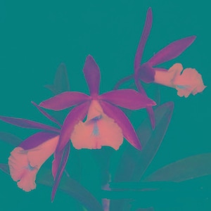 May include: A digitally enhanced image of orchids with purple petals and peach-colored centers against a teal background. The flowers have a delicate, layered appearance, with visible stamens and a soft, diffused glow.