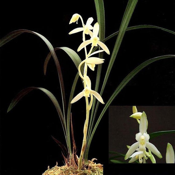 Ts421.42 Cym. Ensifolium Quing Shan Yu Quan Bare Root  Etsy