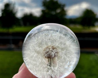 Large Preserved Dandelion - Taraxacum Officinale - Resin Art - Nature Home Decor - Science and Garden Gifts