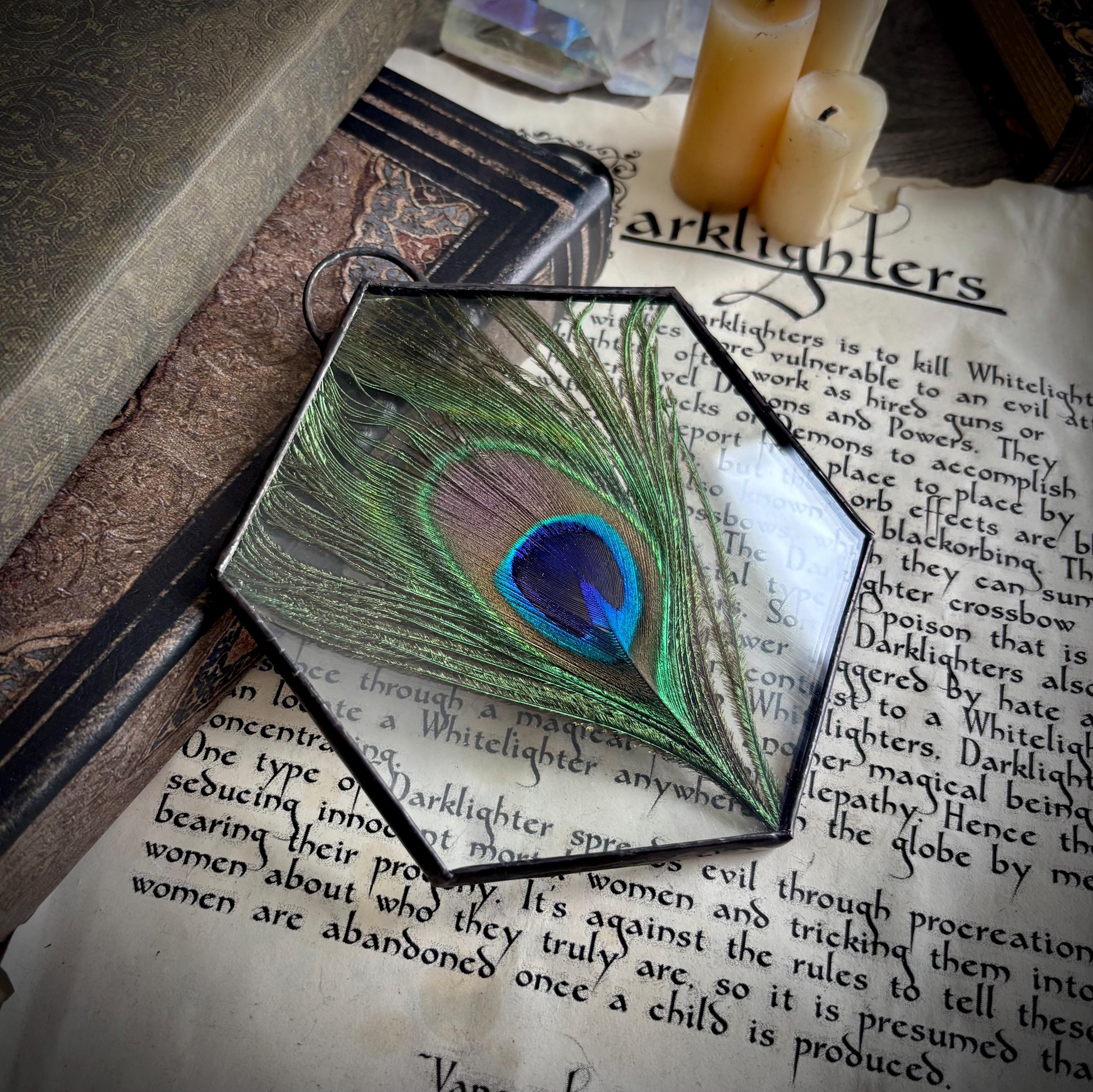 Framed Preserved Peacock Feather: Encased Glass Wall Art