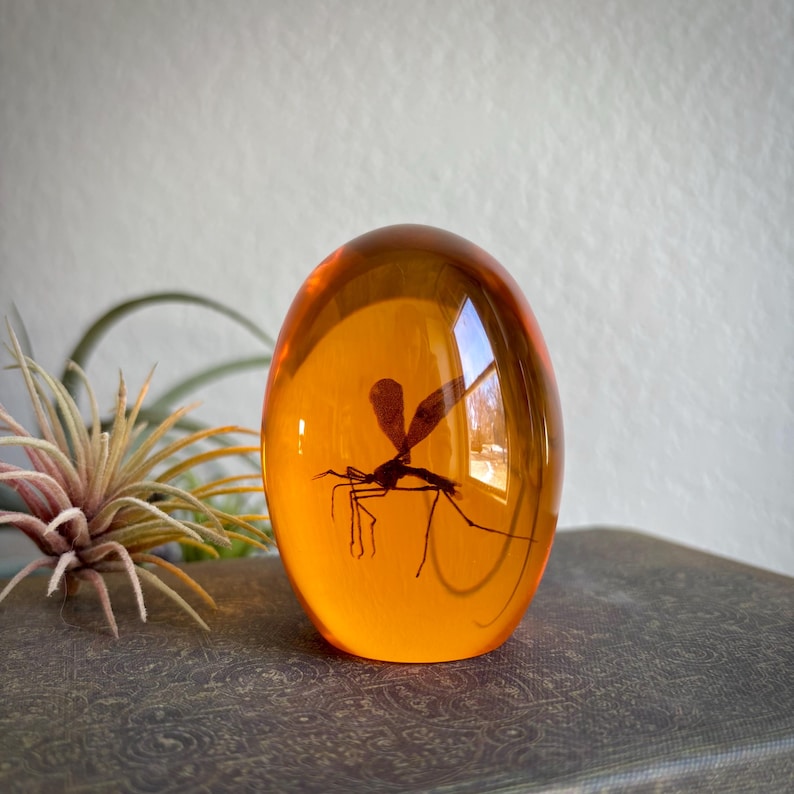 May include: A clear, amber-colored resin egg containing a preserved insect. The insect is a dark silhouette with delicate wings and long legs. The resin is smooth and polished, reflecting light. A unique decorative item.