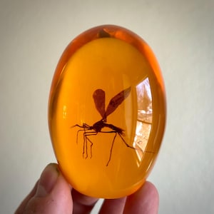 Peut inclure: Une pierre d'ambre ovale et transparente avec un insecte préservé. L'insecte est une silhouette sombre avec des ailes et des pattes. L'ambre a une teinte orange chaude et est tenu dans une main.