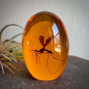 May include: A clear, oval-shaped amber resin piece with a preserved insect. The insect is a dark silhouette with visible wings and legs. The amber has a warm, orange hue, and reflects light.