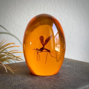 May include: A clear, amber-colored resin egg containing a preserved insect. The insect is a dark silhouette with visible wings and legs. The resin has a smooth, glossy surface, and the overall shape is oval.