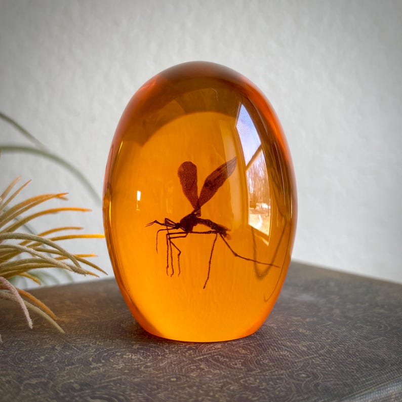 May include: A clear, amber-colored resin egg containing a preserved insect. The insect is a dark silhouette with visible wings and legs. The resin has a smooth, glossy surface, and the overall shape is oval.