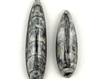 Cabochon fossile di Orthoceras a forma di pera: gemma lucidata (1 pezzo)