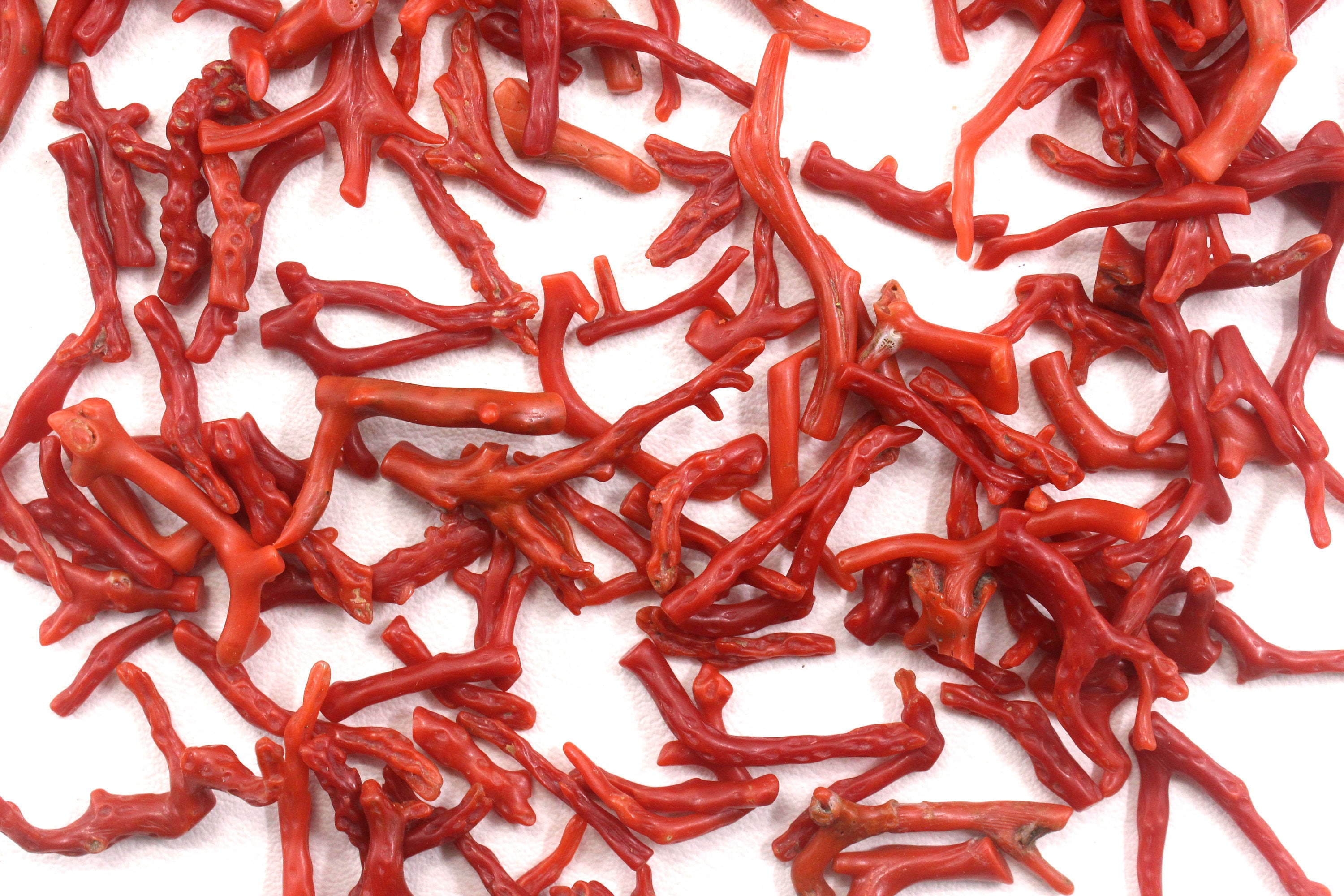 Corail Rouge Naturel Poli - Pierre Précieuse Brute En Branche, 13 Carats, Inde