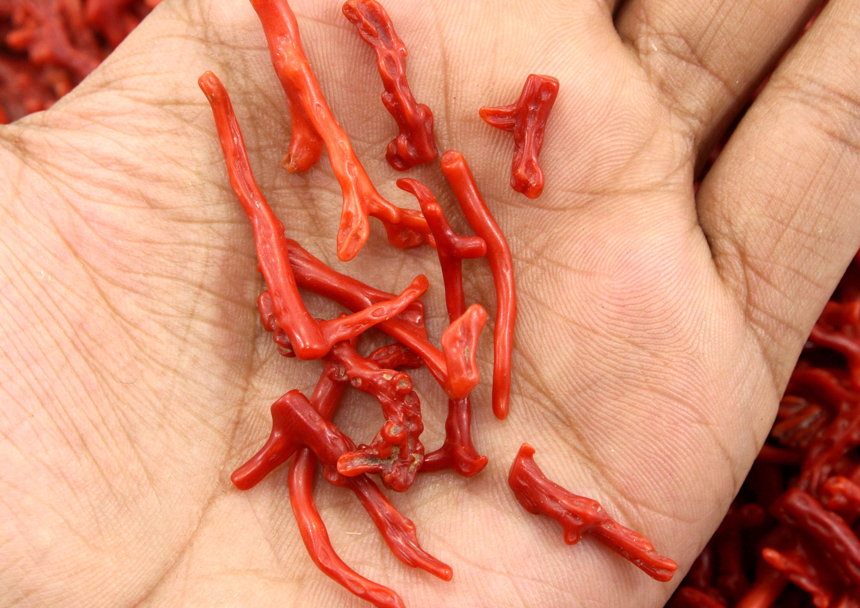 Corail Rouge Naturel Poli - Pierre Précieuse Brute En Branche, 13 Carats, Inde