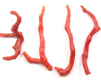Corail Rouge Naturel Poli - Pierre Précieuse Brute En Branche, 13 Carats, Inde