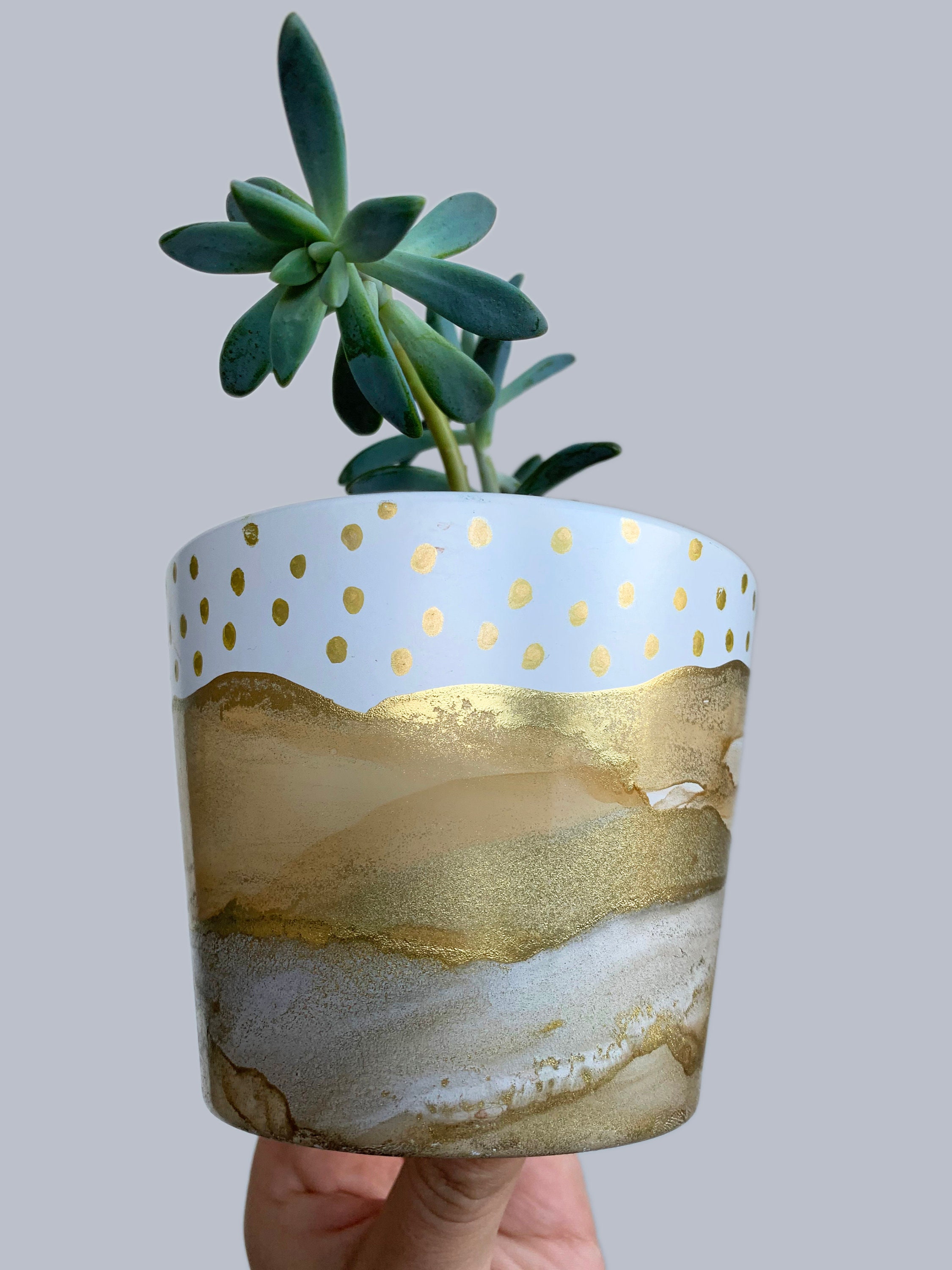 aloe vera fresh plant ALOEVERA PLANT  THE ALTITUDE STORE