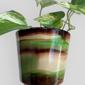 May include: A green, brown and cream striped ceramic planter with a variegated green and white plant inside.