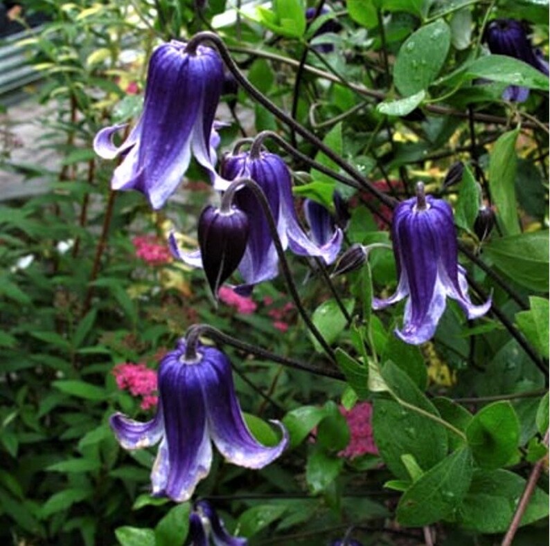 Planten Zaden Bolgewassen Purple Bell Shaped Flowers 20 Clematis Rooguchi Seeds Luxclusif Com