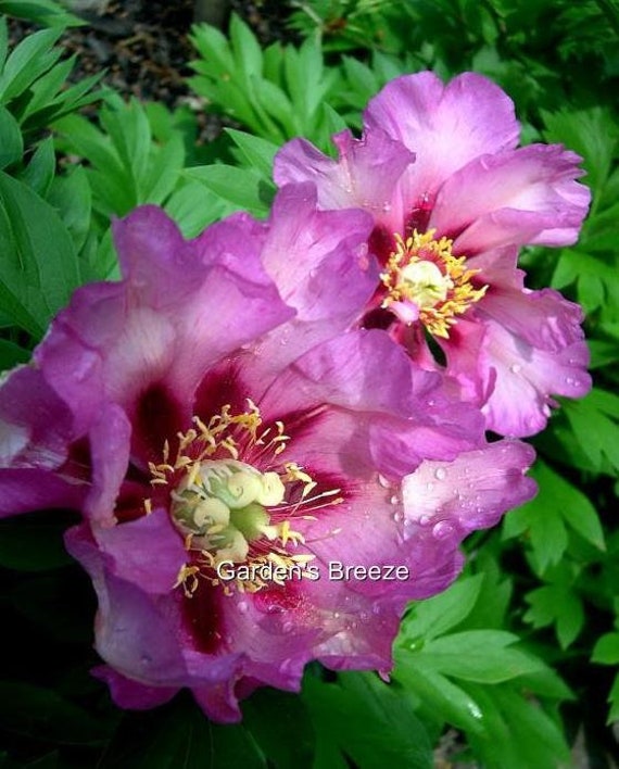 Rare Itoh Peony Takara Intersectional Peony Plant 35 Eyes Etsy