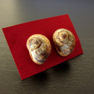 Ear Worm Unique Mussel Sea Beach Sea Shell Gift Ideas Wife Etsy