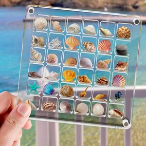 May include: A clear acrylic tray with 36 compartments, each containing a different seashell. The shells are arranged in a grid pattern and are of various shapes, sizes, and colors.